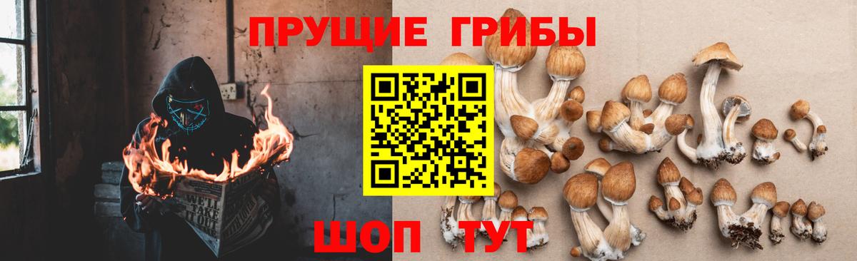 Псилоцибиновые грибы Cubensis Зеленокумск